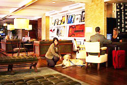 dog friendly hotel in nashville